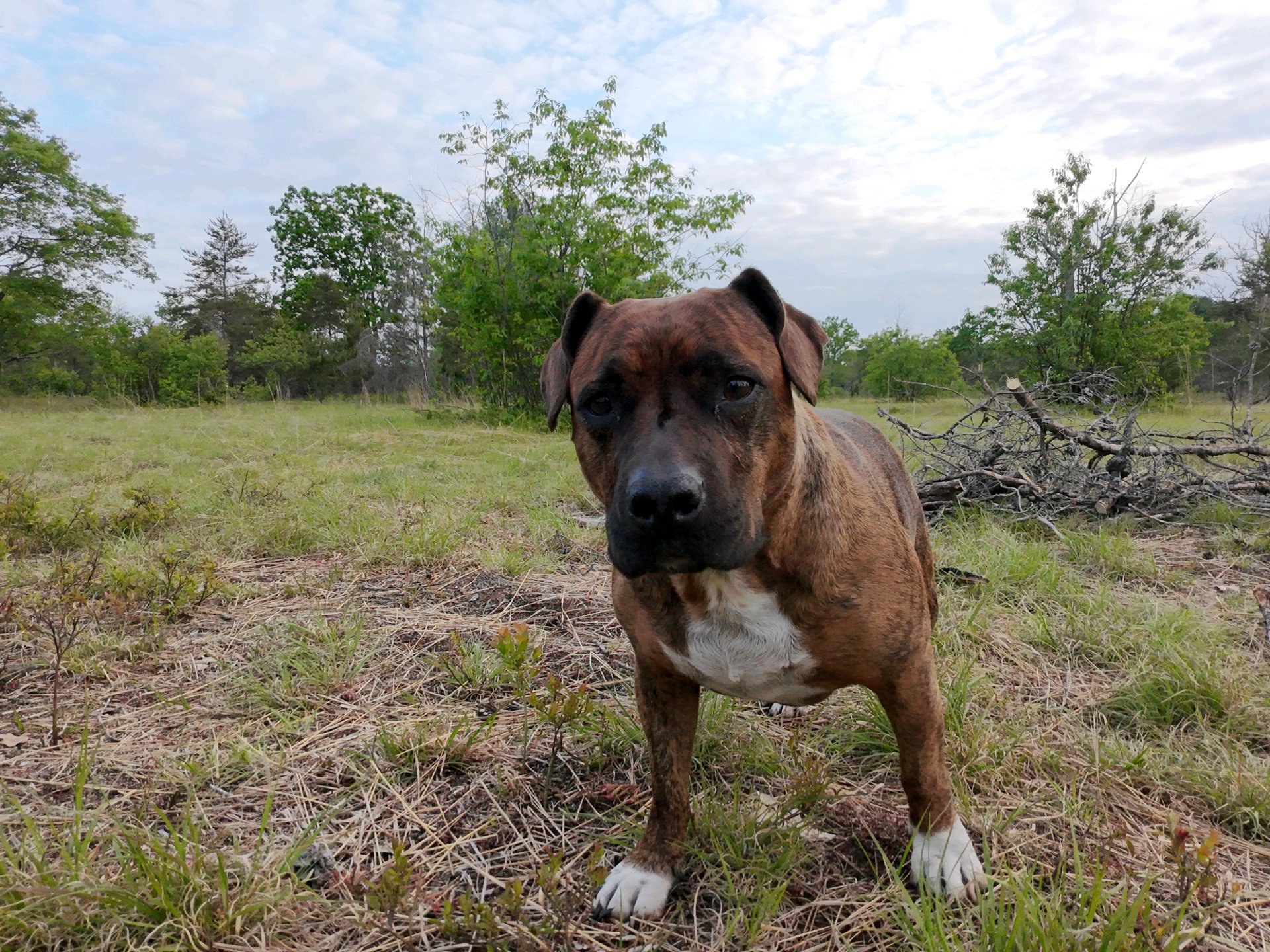 Lucy the dog